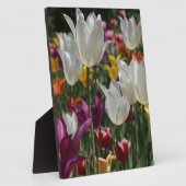 Tulpen Fotoplaat (Zijkant)