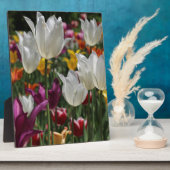 Tulpen Fotoplaat (Zijkant)