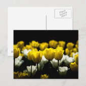 Tulpen Geel En Wit Briefkaart (Voorkant / Achterkant)