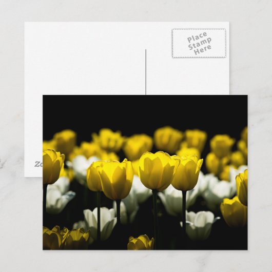 Tulpen Geel En Wit Briefkaart (Voorkant / Achterkant)