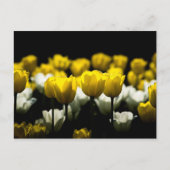 Tulpen Geel En Wit Briefkaart (Voorkant)