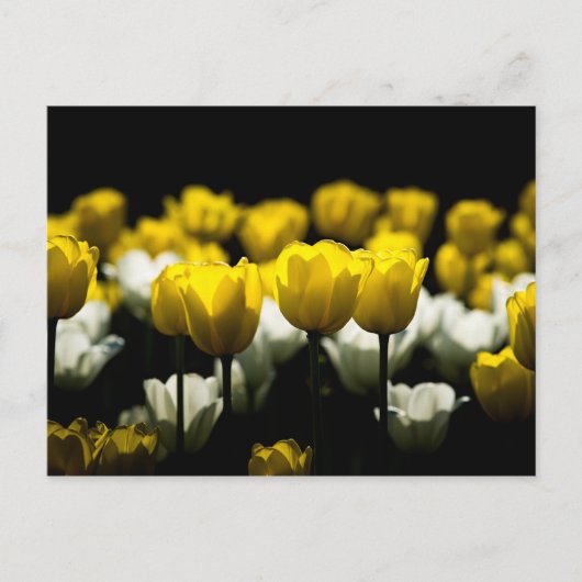 Tulpen Geel En Wit Briefkaart (Voorkant)