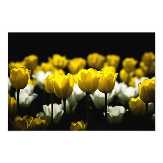 Tulpen geel en wit foto afdruk (Voorkant)