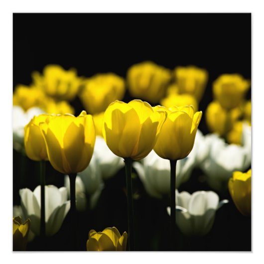 Tulpen geel en wit foto afdruk (Voorkant)