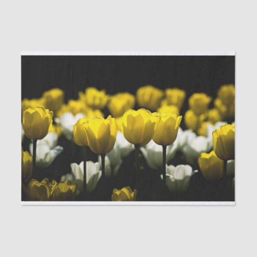Tulpen geel en wit tissuepapier (Voorkant)