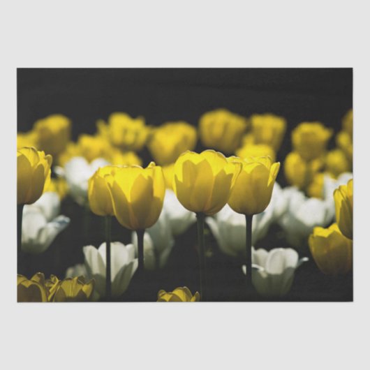Tulpen geel en wit tissuepapier (Voorkant)