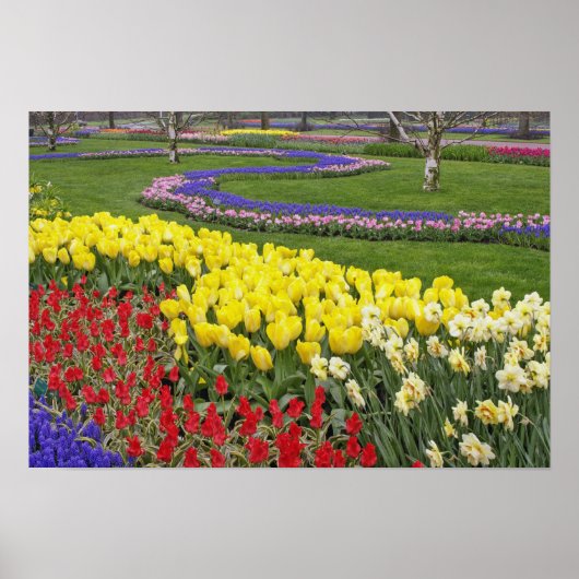 Tulpen, grafiethyacinth en affodils, poster (Voorkant)