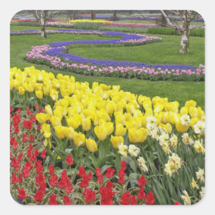 Tulpen, grafiethyacinth en affodils, vierkante sticker