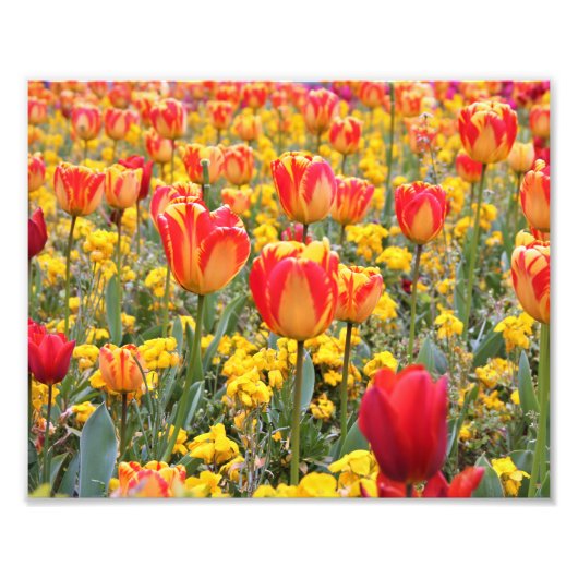 Tulpen, helder en kleurrijk geel en rood foto afdruk (Voorkant)
