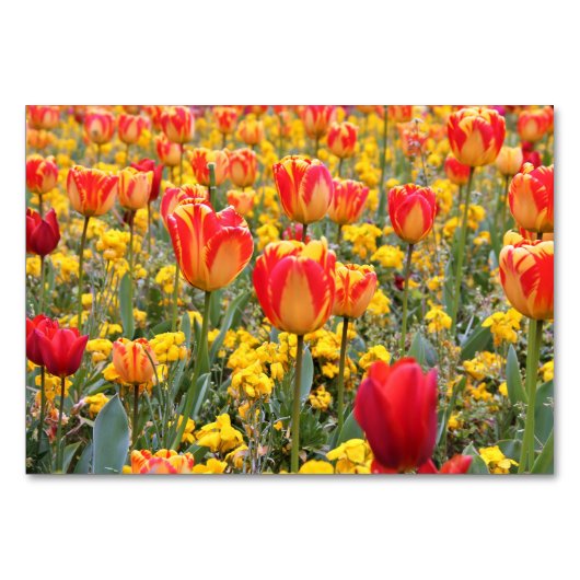 Tulpen, helder en kleurrijk geel en rood kaart (Voorkant)