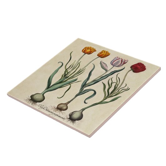  Tulpen Illustratie Geel Roze Rood Tulp Tegeltje (Zijkant)