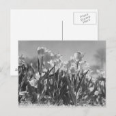 Tulpen in bloei briefkaart (Voorkant / Achterkant)
