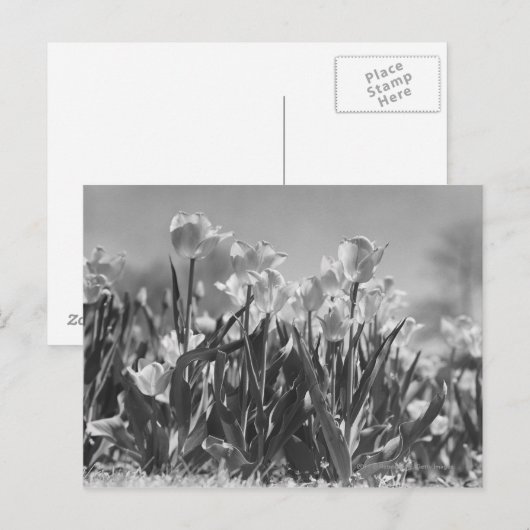 Tulpen in bloei briefkaart (Voorkant / Achterkant)