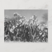 Tulpen in bloei briefkaart (Voorkant)