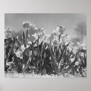 Tulpen in bloei poster