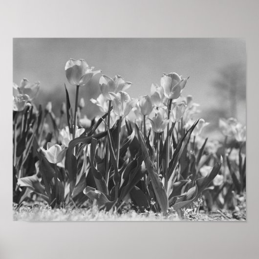 Tulpen in bloei poster (Voorkant)