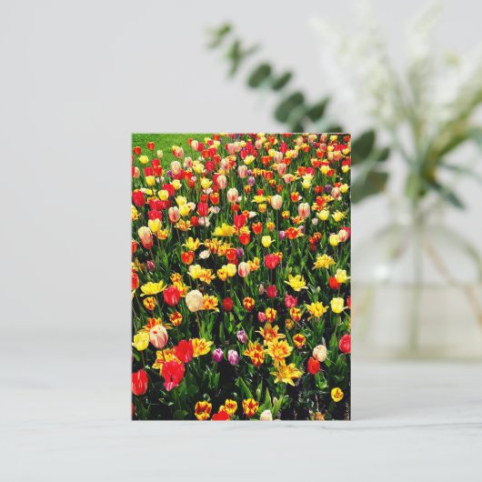 Tulpen in Bloom Briefkaart (Staand voorkant)