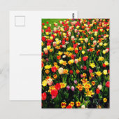 Tulpen in Bloom Briefkaart (Voorkant / Achterkant)