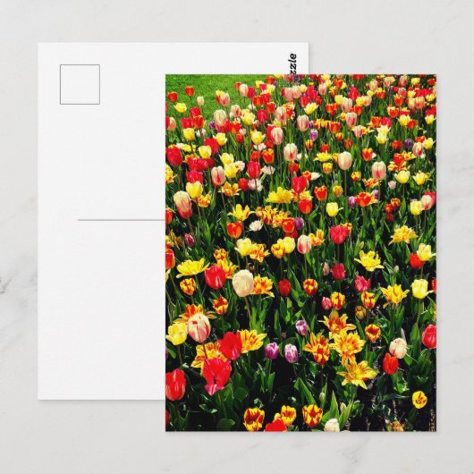 Tulpen in Bloom Briefkaart (Voorkant / Achterkant)