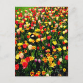 Tulpen in Bloom Briefkaart (Voorkant)