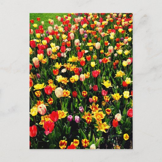 Tulpen in Bloom Briefkaart (Voorkant)