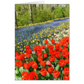 Tulpen in bossen (Voorkant)