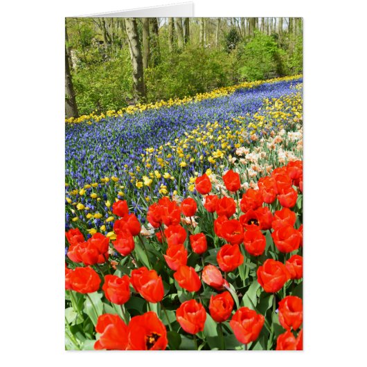 Tulpen in bossen (Voorkant)