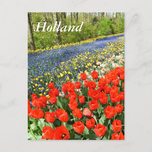 Tulpen in bossen briefkaart (Voorkant)