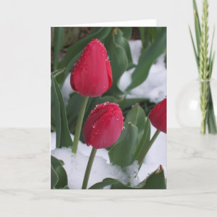 Tulpen in de sneeuw kaart