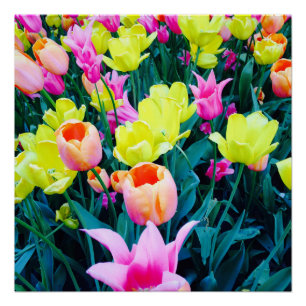 Tulpen in de stad perfect poster