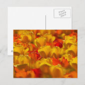 Tulpen in de tuinen van Keukenhof, Amsterdam, 2 Briefkaart (Voorkant / Achterkant)