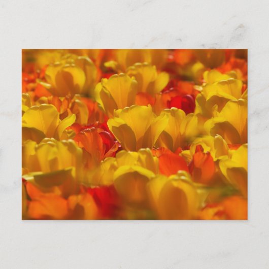 Tulpen in de tuinen van Keukenhof, Amsterdam, 2 Briefkaart (Voorkant)