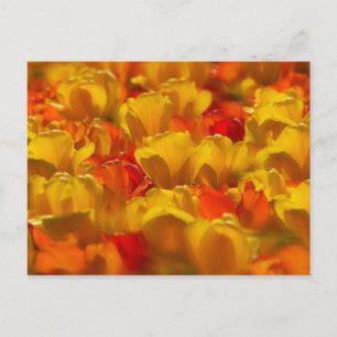 Tulpen in de tuinen van Keukenhof, Amsterdam, 2 Briefkaart