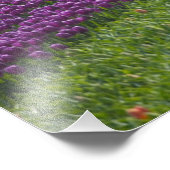 Tulpen in de tuinen van Keukenhof, Amsterdam, 2 Foto Afdruk (Hoek)