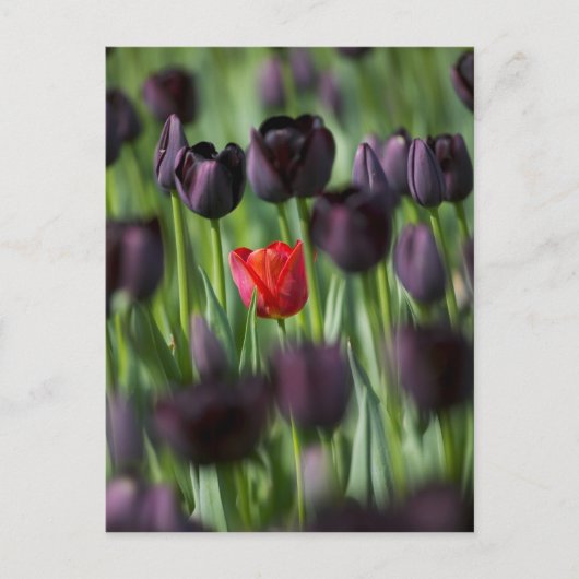 Tulpen in de tuinen van Keukenhof, Amsterdam; Briefkaart (Voorkant)