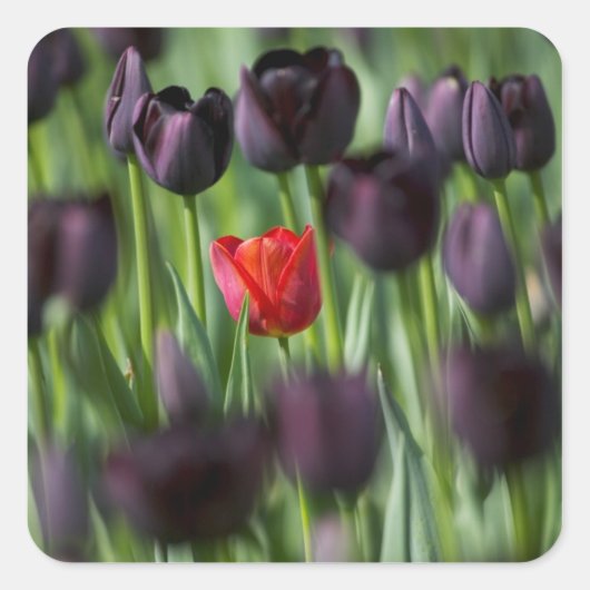 Tulpen in de tuinen van Keukenhof, Amsterdam; Vierkante Sticker (Voorkant)