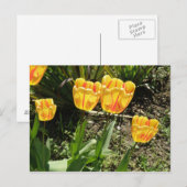 Tulpen in de zon Briefkaart (Voorkant / Achterkant)