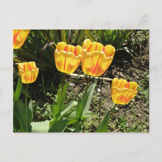 Tulpen in de zon Briefkaart (Voorkant)