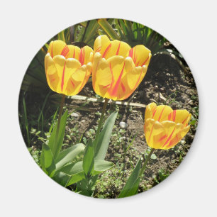 Tulpen in de zon Magnet