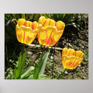 Tulpen in de zon poster