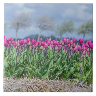 Tulpen in een veld in Holland, keramische tegel Tegeltje