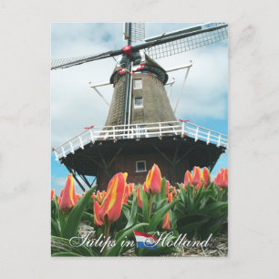 Tulpen in het Briefkaart Holland