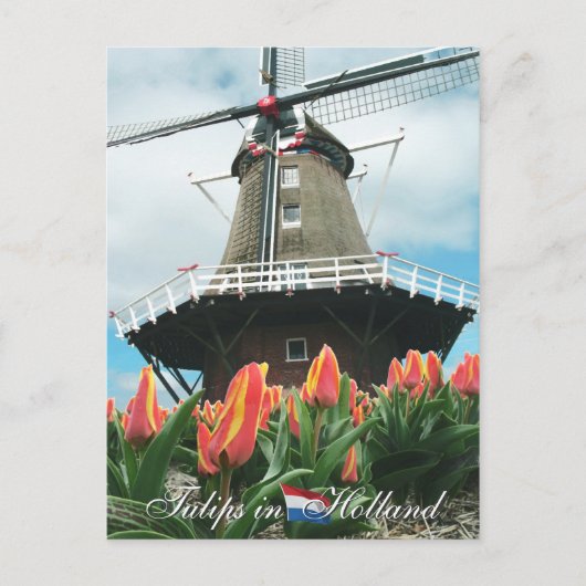 Tulpen in het Briefkaart Holland (Voorkant)
