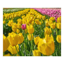 Tulpen in het voorjaar