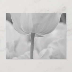 Tulpen in Keukenhof Gardens, Holland. Briefkaart