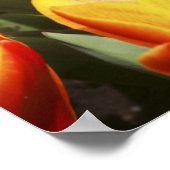 Tulpen in Keukenhof Gardens, Holland. Poster (Hoek)