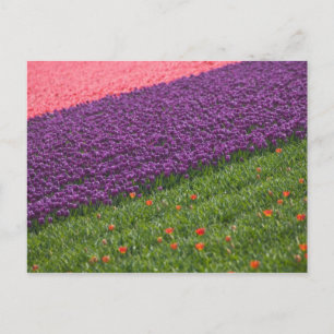 Tulpen in Keukenhof Tudens, Amsterdam, 3 Briefkaart