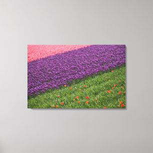 Tulpen in Keukenhof-tuinen, Amsterdam, 2 Canvas Afdruk