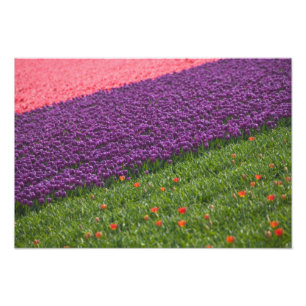 Tulpen in Keukenhof-tuinen, Amsterdam, 2 Foto Afdruk