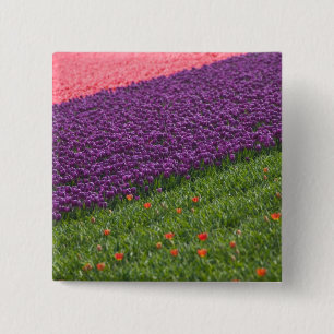 Tulpen in Keukenhof-tuinen, Amsterdam, 3 Vierkante Button 5,1 Cm